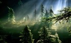 Picture for song 'Dark Forest' by artist 'Scott Gordon'