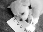 Picture for song '*HOT* Puppy Love wHook Ft Young Marquis (SMB x ZB)' by artist 'SemiMotoBeatz'