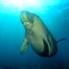 Picture for song 'The Dugong Song' by artist 'Sharkweek'