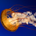 Picture for song 'dead lost' by artist 'Sickvision'