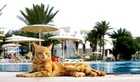 Picture for song 'Si Lemhaf - Ma t7ot Chay fibelek' by artist 'Si Lemhaf'