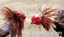 Picture for song 'chicken gizzard love' by artist 'SLIMBUDDHA RECORDS'