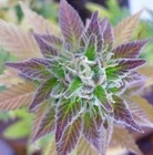 Picture for song 'I'm High (Draft Copy)' by artist 'S N 1 P 3 R 's MUSIC'