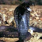 Picture for song 'The King Cobra**Free DL!!**' by artist 'Sonic Beatz'