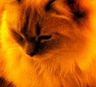 Picture for song 'Young and Fine' by artist 'studioB jazz project'