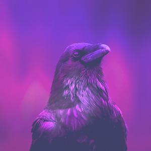 Picture for song 'ALFRED HITCHCOCK' by artist 'Surce'