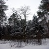 Picture for song 'Winter' by artist 'Sweet Dark'