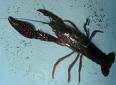 Picture for song 'The Crawdad Song' by artist 'tali and johnny'
