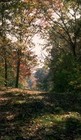 Picture for song 'Road Less Traveled' by artist 'Tarzan Klein Orchestra'