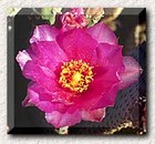 Picture for song 'Texas Rose' by artist 'Teddie Cochran'