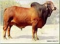Picture for song 'Nigguna brahman (short cut)' by artist 'The Al Love Experience'