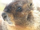 Picture for song 'No One Wants to Hear My Opinion Blues' by artist 'The Marmot Band'