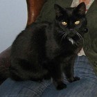 Picture for song 'Contemplating Kitty - unmixed' by artist 'The Skeptic Tanks'