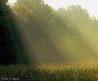 Picture for song 'Morning Sun' by artist 'The Vault - Selections from Our Scatalogue'