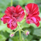 Picture for song 'Tune for Stacia' by artist 'thma'