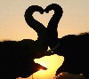 Picture for song 'She Believes In Love' by artist 'Tom Orecchio'