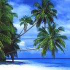 Picture for song 'Paradise Awaits' by artist 'Tom Williford'