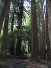 Picture for song 'The Woods' by artist 'Traveling Salesman'