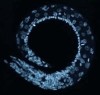 Picture for song 'Spectral Theory' by artist 'utarefson'