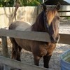Picture for song 'LET THAT PONY RUN' by artist 'Valerie Lynn'