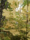 Picture for song 'Nice day in late September' by artist 'varvara.jdanova'