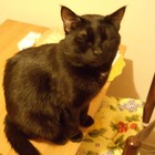 Picture for song 'Leo the Black cat from India' by artist 'Vincent Deathcult - Onirik'