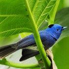 Picture for song 'viX - Bluebird' by artist 'viX (From Ai Vi Def 'Crew)'