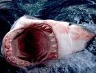 Picture for song 'Red Water, White Death' by artist 'VMP (USA)'