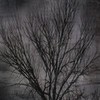 Picture for song 'Dark Forest Melancholy' by artist 'Whispered Silent'