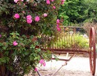 Picture for song 'Sweet Country Rose' by artist 'Willie Allen'