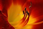 Picture for song 'Red' by artist 'Yac'