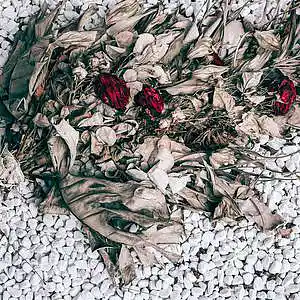 Picture for song 'withered springs (slauson malone x jay electronica' by artist 'Lufivu'