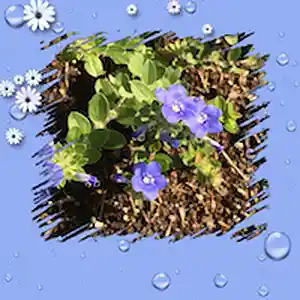 Picture for song 'A Little Flower' by artist 'Yoshie Kubota'