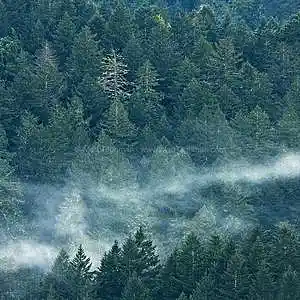 Picture for song 'EVERGREEN' by artist 'NEEKofm'