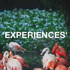 Picture for song 'EXPERIENCES' by artist 'bigdaddyteacha'
