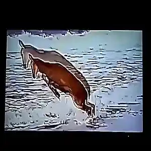 Picture for song 'Front Window' by artist 'Pukwudgie'