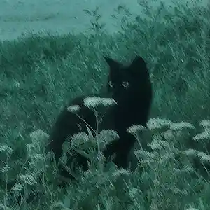 Picture for song '"Dolor" - Molchat Doma x Post Punk Type Beat' by artist 'DP X'