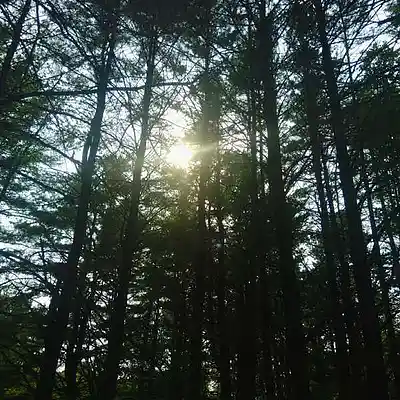 Picture for song 'Afternoon In May' by artist 'Windtryst Farm'