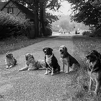 Picture for song 'JUST ROCK AND ROLL' by artist 'Schmitty and The Catatac'