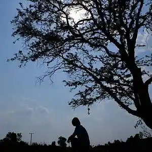 Picture for song 'alone under the tree' by artist 'V Brave'