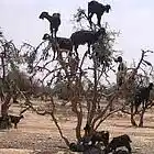 Picture for song 'Eleven Goats' by artist 'Bats of The South West'