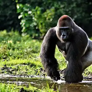 Picture for song 'Evolution (Film MIX)' by artist 'RICH RUSSOM'