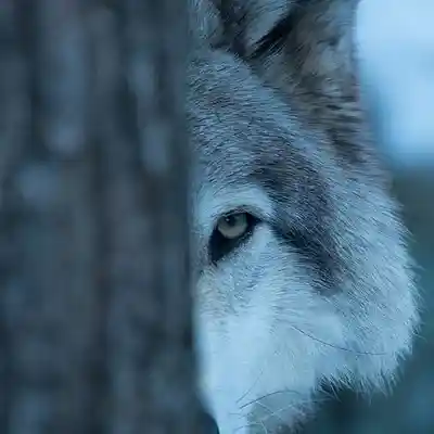 Picture for song 'Eyes of the Watcher' by artist 'MLD beats ..M..'