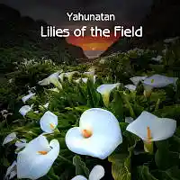 Picture for song 'Lilies of the Field (2017 Remaster)' by artist 'Yahunatan'