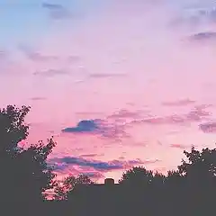 Picture for song 'Beat 2295 LoFi (Forest)' by artist 'Yellow Bird'