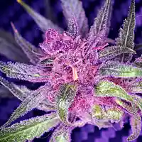 Picture for song 'SMOKE THAT PURP' by artist 'Carnage The God'