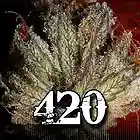 Picture for song '420' by artist 'Goku'
