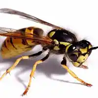 Picture for song 'Deep Floyd 304-Cave of the Bohemian Drone' by artist 'Jammer59'