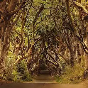 Picture for song 'Lost In The Forest' by artist 'Michael Bennett'