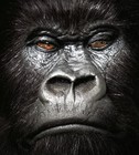 Picture for song 'Gorilla Muzik' by artist 'ACidic Inked in Blood coming soon!'